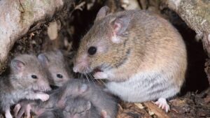 Lassa fever fatalities jump to 109 in 22 states