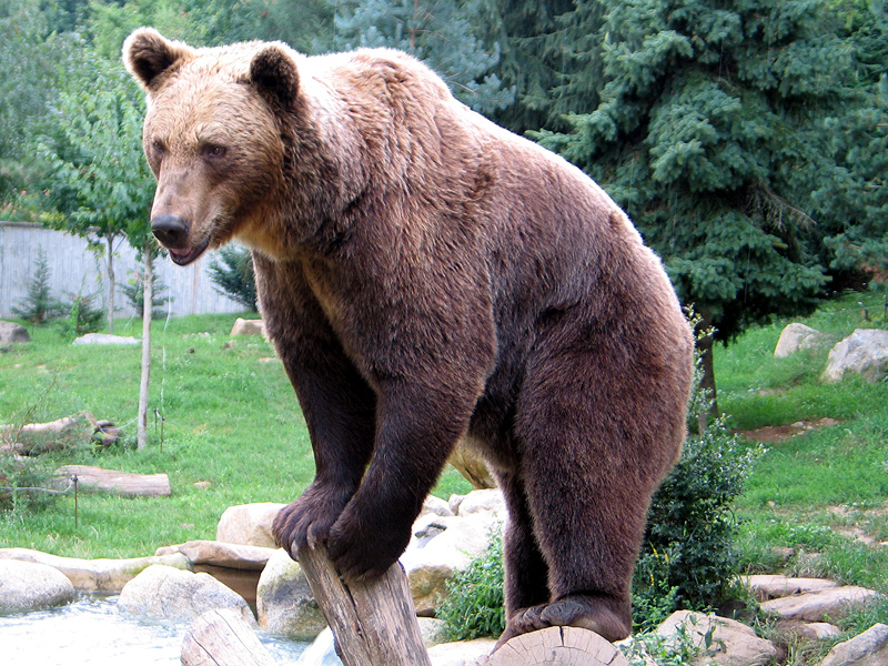 Bear kills jogger in Italy
