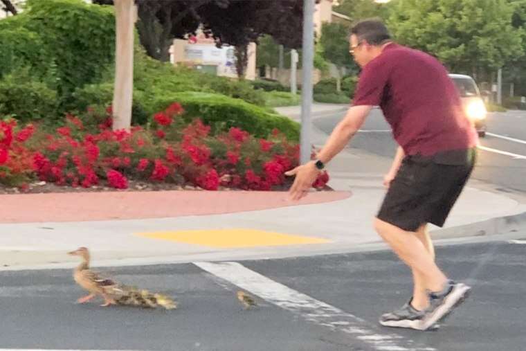 230522-calif-ducks-cross-road-KCRA-snip-ac-755p-3a574d
