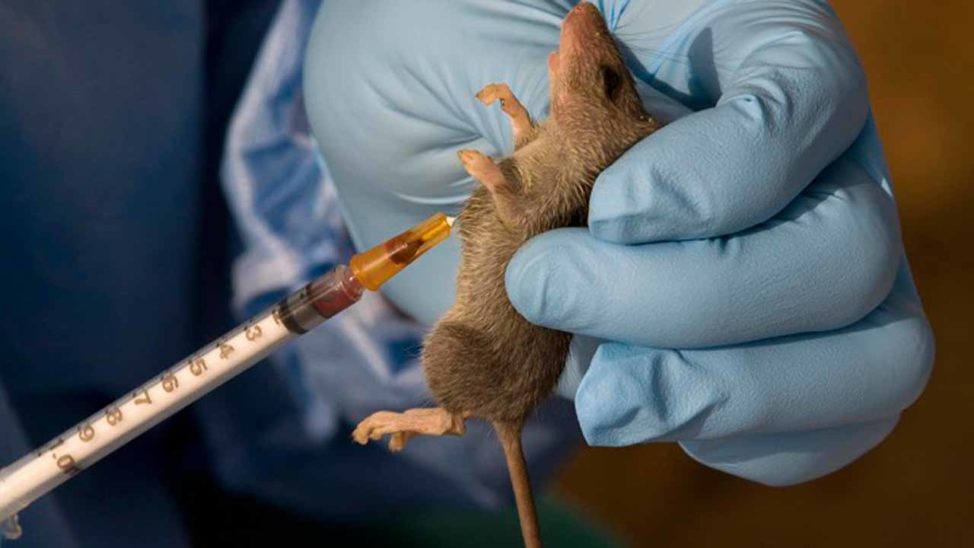 lassa-fever-974x548