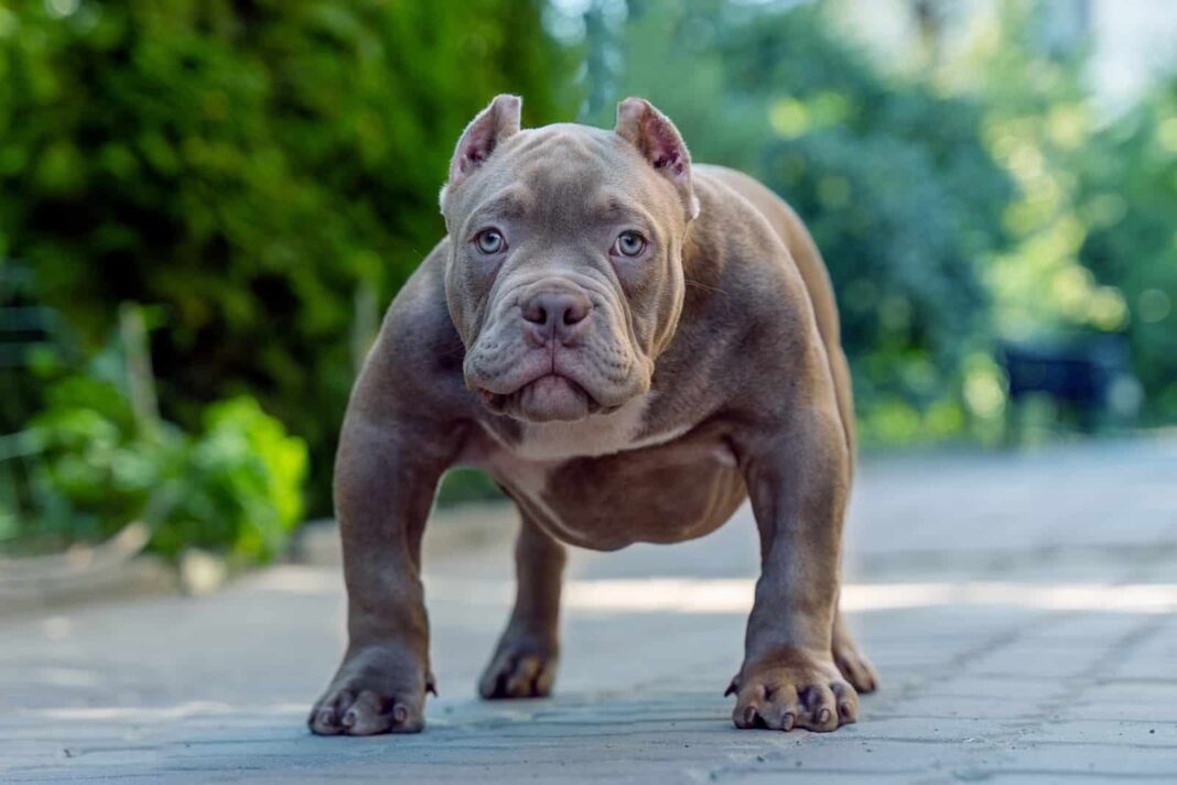 Blue-American-Bully-All-The-Breed-Information-you-need-1_1685874446